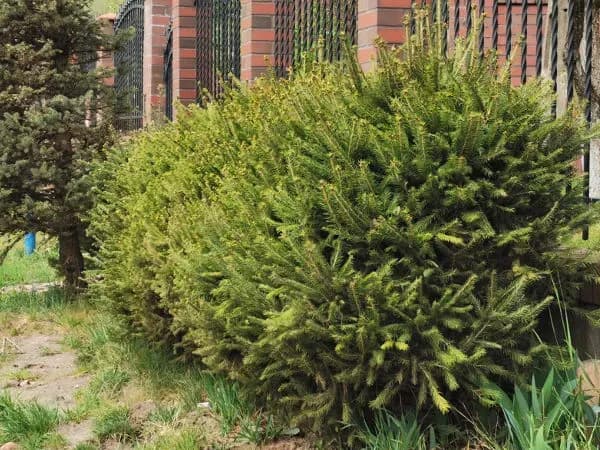 Jaki świerk na żywopłot? Odkryj najlepsze odmiany dla Twojego ogrodu Jaki świerk na żywopłot? Odkryj najlepsze odmiany dla Twojego ogrodu